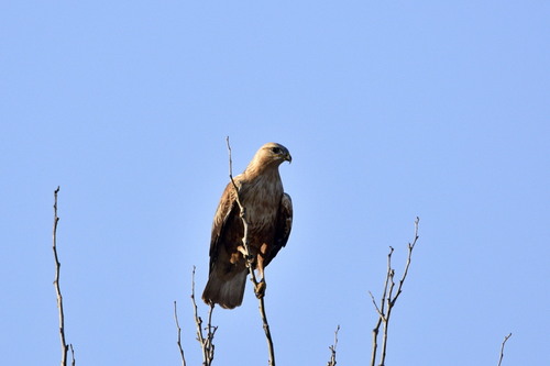 Long-legged Buzzard