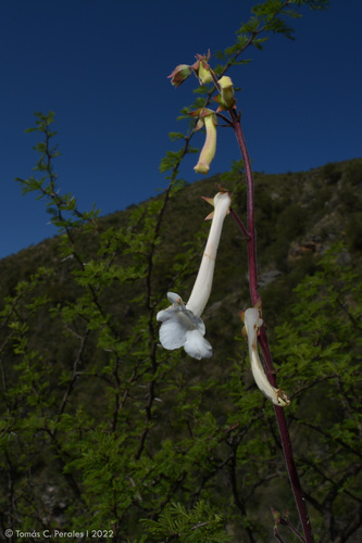 Sinningia tubiflora