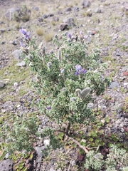 Lupinus pubescens