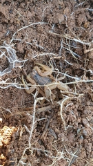 Buthus