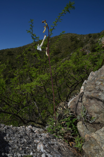 Sinningia tubiflora
