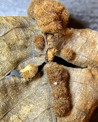 Caryomyia aggregata