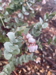 Arctostaphylos luciana