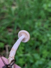 Agrocybe