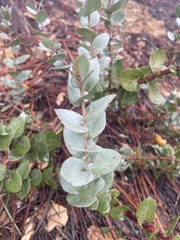 Arctostaphylos luciana