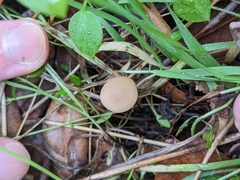 Agrocybe