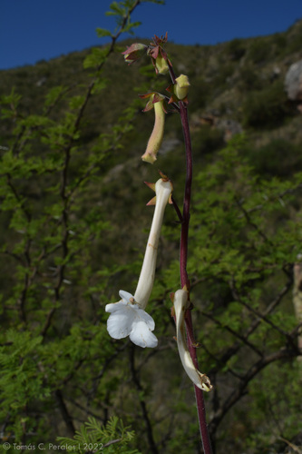 Sinningia tubiflora