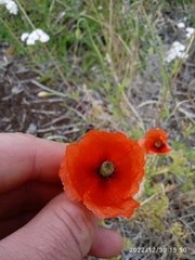 Papaver dubium