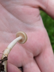 Agrocybe