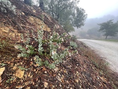 Arctostaphylos luciana