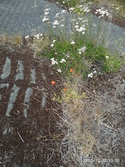 Papaver dubium