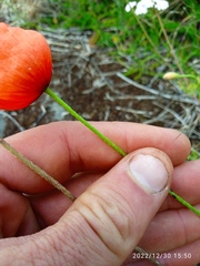Papaver dubium