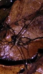Dicranopalpus larvatus