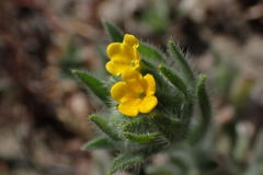 Amsinckia lycopsoides