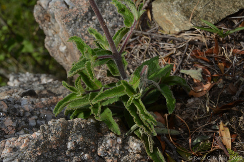 Sinningia tubiflora