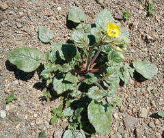 Chylismia