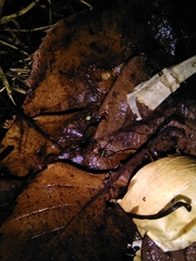 Dicranopalpus larvatus