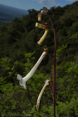 Sinningia tubiflora