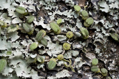 Bulbophyllum pygmaeum