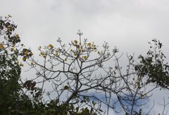 Cochlospermum vitifolium
