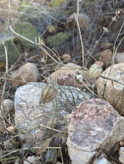Physalis crassifolia