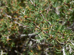 Berberis empetrifolia