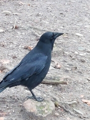 Corvus corone corone