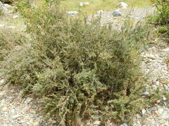 Berberis empetrifolia