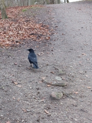Corvus corone corone