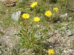 Grindelia chiloensis
