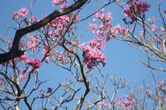 Tabebuia rosea