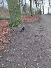 Corvus corone corone