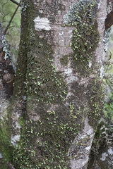 Bulbophyllum pygmaeum