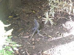 Ctenosaura oedirhina
