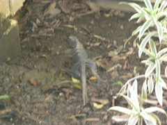 Ctenosaura oedirhina