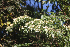 Calycophyllum candidissimum