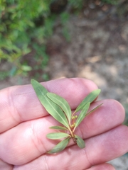 Pouteria salicifolia