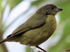 Euphonia laniirostris