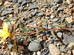 Oenothera affinis
