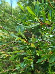 Pouteria salicifolia