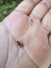 Pouteria salicifolia