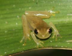 Dendropsophus microcephalus