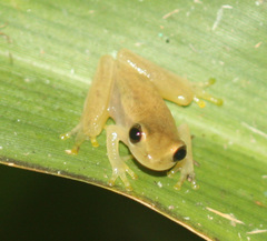 Dendropsophus microcephalus
