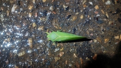 Cystosoma saundersii