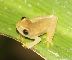 Dendropsophus microcephalus
