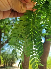 Albizia inundata