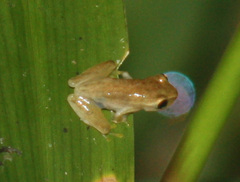 Dendropsophus microcephalus