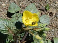 Chylismia