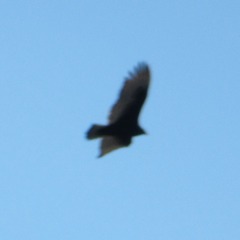 Cathartes aura septentrionalis