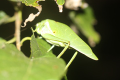 Philophyllia guttulata